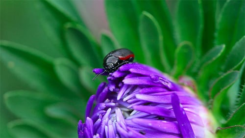 Schwarzer und roter Käfer.