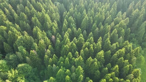 Aerial View of Green Pine Forest with Dark Spruce Trees
