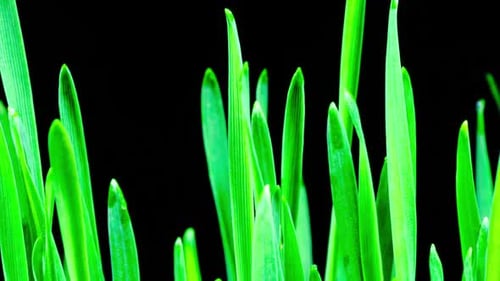 Bright Green Grass Blades Against Black Background