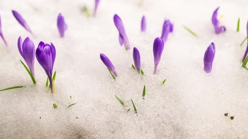 Purple Crocus Flowers Blooming in Snowy Meadow Spring Time
