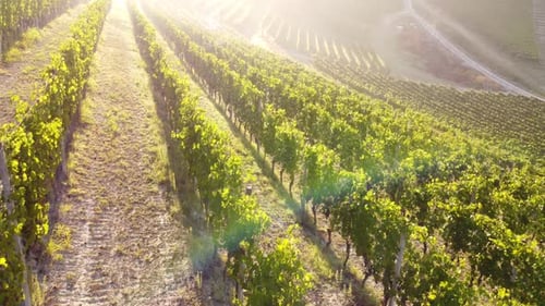 Vineyard Agriculture at Sunset