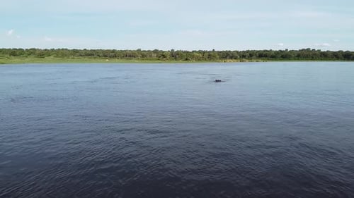 Images aériennes de la rivière avec des hippopotames sortant de l'eau, Namibie