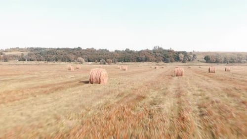 Haystacks in field. Ricks on wheat field. Summer field with round hay bales.