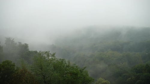 Misty Forest Valley Under Thick Foggy Conditions