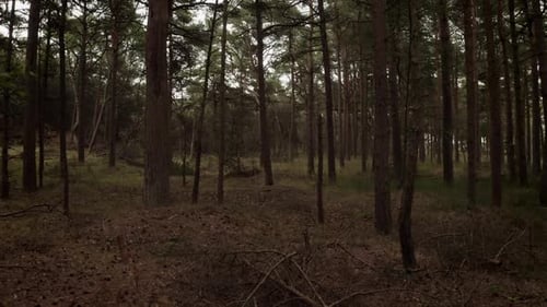Drone Flight Through Forest