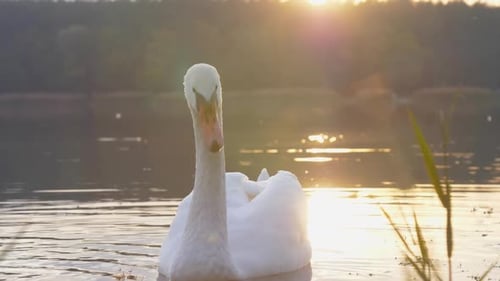 Elegant Swans with White Feathers Drift on Calm Lake