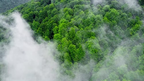Aerial View of Misty Forest Clouds Above Green Mountain Drone Flying Over Spruce Conifer Treetops