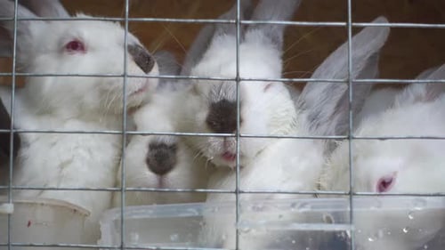 White Rabbits in Cage Drinking
