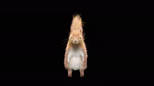 Realistic 3D Red Squirrel Eating Nut Loop Animation