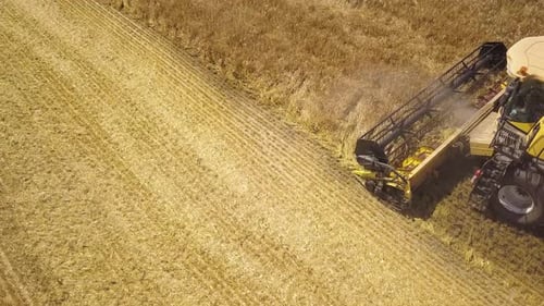 Aerial view of combine harvester harvesting large ripe wheat field.