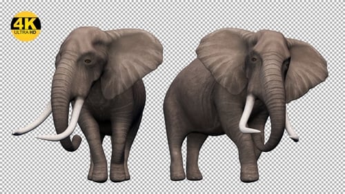 Elephant Idle V1 Packung (4 Stück)