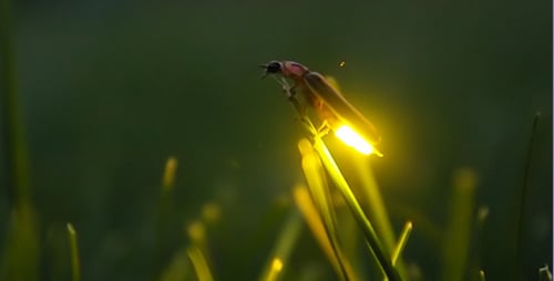 Firefly Resting on Blade of Grass at Night