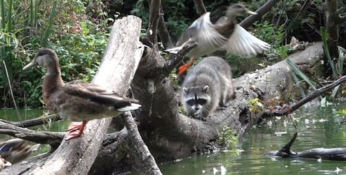 Lagoon Raccoon II