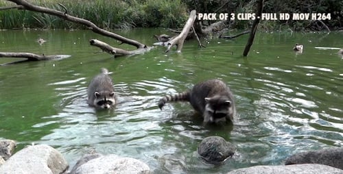 Lagoon Raccoon III - Pack of 3