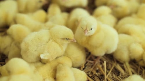 Fluffy Yellow Baby Chicks Huddled Together on Straw
