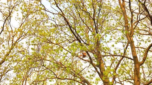 Branches of the Trees in Spring 2