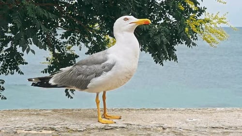 Seagulls Walking by the Beach against Natural Blue Water Background