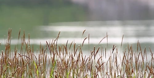 Ralenti Lalang Grass près de l'étang 4