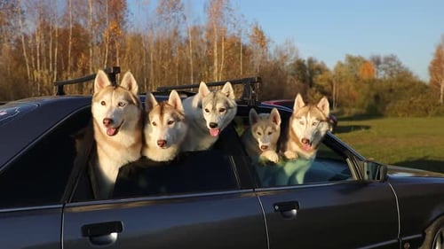 Five Huskies Ride in a Car in Nature