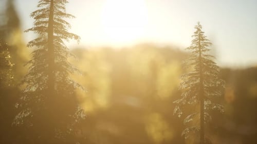 Pine Forest on Sunrise with Warm Sunbeams