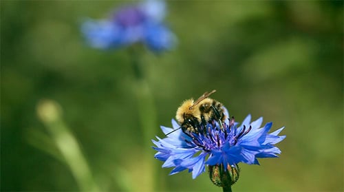 Bumble Bee Collecting Pollen on Bright Blue Flower