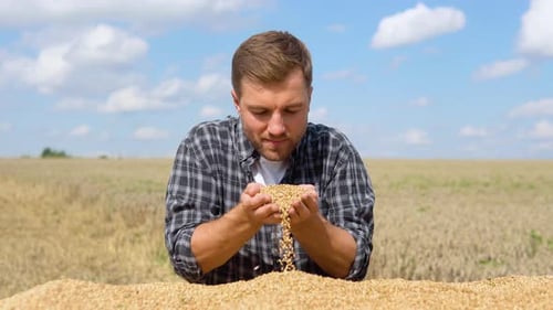 Man Inspecting Grain Harvest in Rural Field