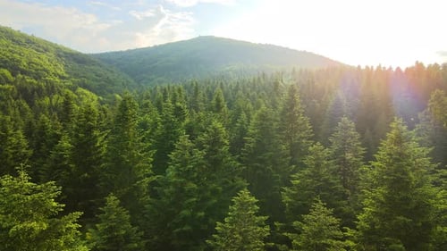 Aerial View of Green Pine Forest with Dark Spruce Trees