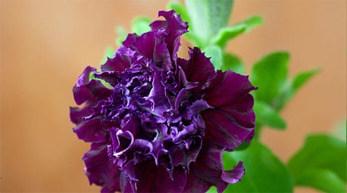 Exquisite Purple Flower Close-Up