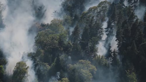 Fire in the forest. Strong fire and mist in the forest