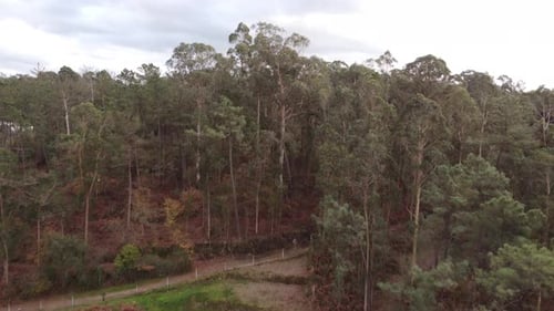 Forêt aérienne au Portugal 4K 02