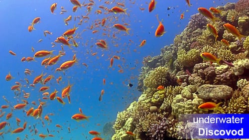 Colorful Fish on Vibrant Coral Reef