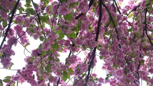 Blühende japanische Sakura
