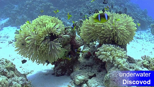 Colorful Fish on Vibrant Coral Reef