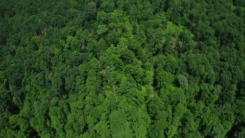 Luftaufnahme Baumwipfel Wälder