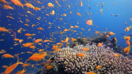 Bunte Unterwasserfische