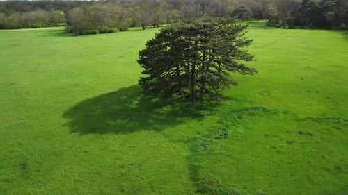 Aerial View of Coniferous Trees on a Green Meadow in the Park