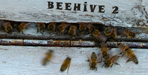 Bienenstock 2