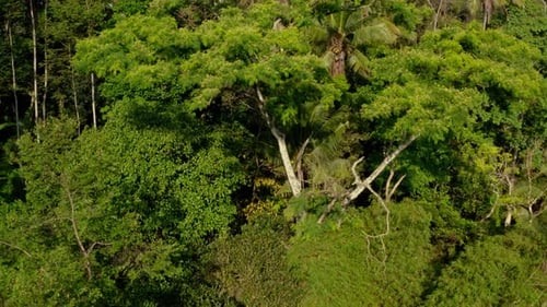 Aerial View of a Lush Tropical Rainforest