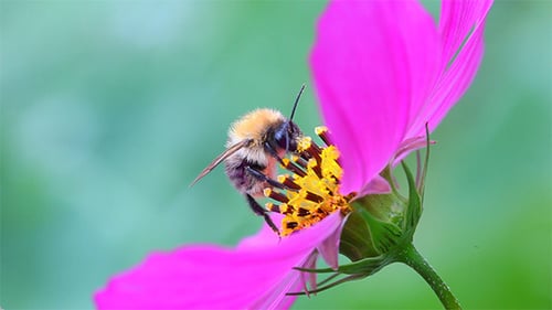Biene bei der Arbeit