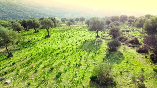 Naturbäume im Frühsommer Luftaufnahme des schönen grünen Waldes mit Olivenbäumen bei sonnigem Wetter