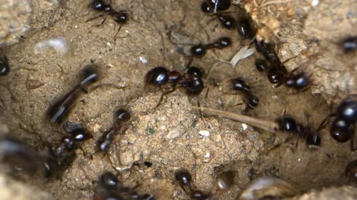 Black Ants Swarming Around Hole in Dirt