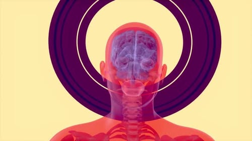 Animated 3D Human Anatomy Scan with Brain Activity