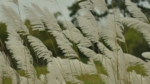 White Grass Reeds Blowing Gently in the Wind