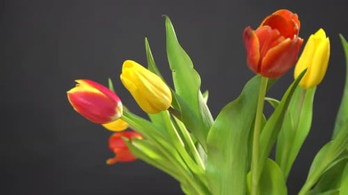 Close Up of Red and Yellow Tulips