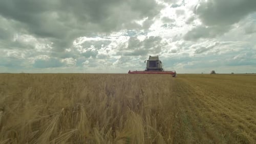 Harvesting golden grain