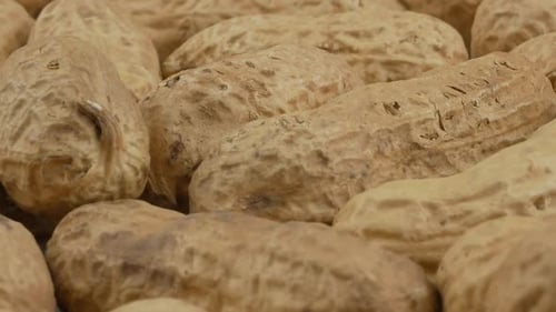 Macro Shot of Multiple Shelled Raw Peanuts
