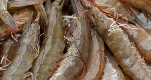 Close-up View of Raw Shrimp with Shells