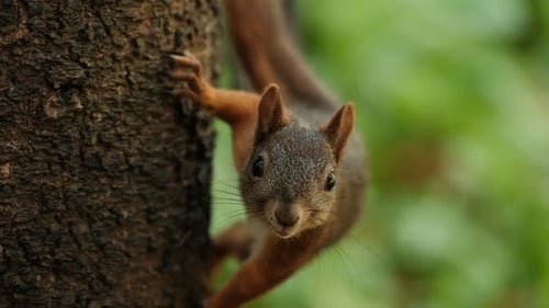 Squirrel on Tree Looking at Camera
