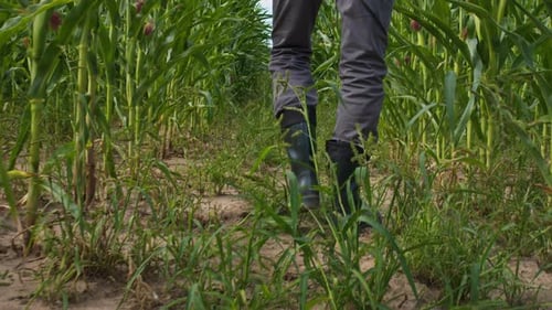 Farmer Wearing Straw Hat Walking Through Corn Field Back View