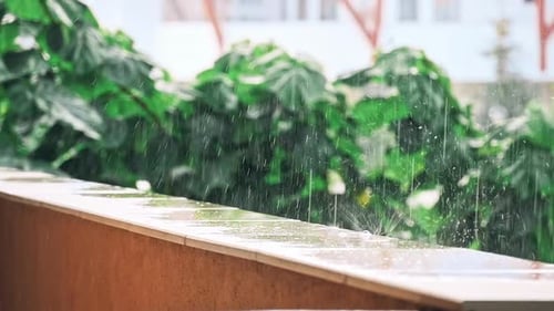 Forêts pluies de la forêt tropicale